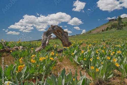Wildflowers near Donner Pass