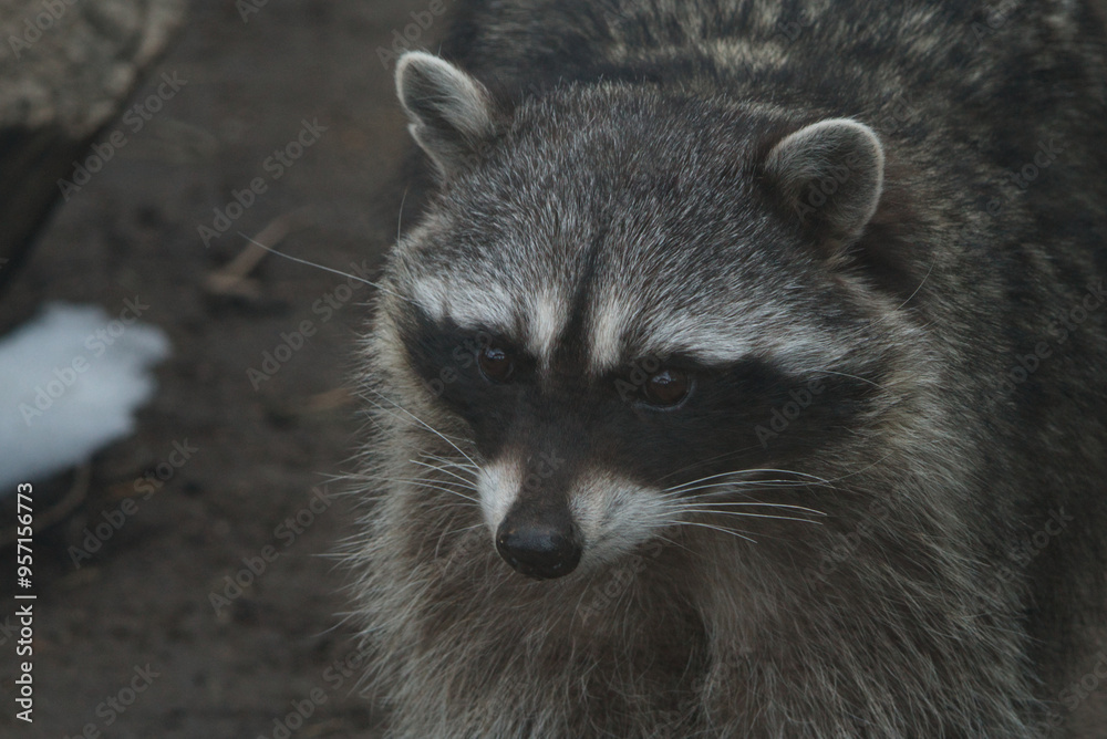 Portrait of a raccoon