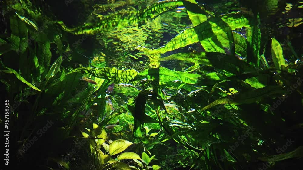 Green aquatic plants with long leaves in a freshwater aquarium. Vibrant underwater colours and beautiful reflections, water surface from below. Abstract slow motion of a fish tank for background. Green aquatic plants with long leaves in a freshwater aquarium. Vibrant underwater colours and beautiful reflections, water surface from below. Abstract slow motion of a fish tank for background.