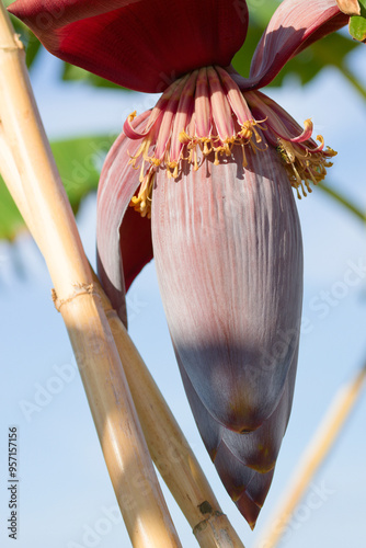 Close-up of an acorn or male inflorescence of a banana (Musa × paradisiaca)