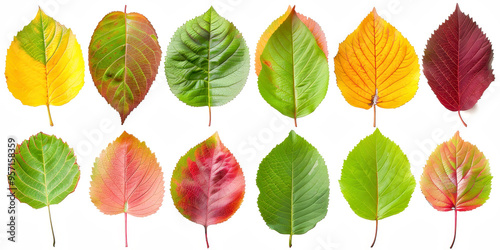 Autumn Leaves On Empty White Background