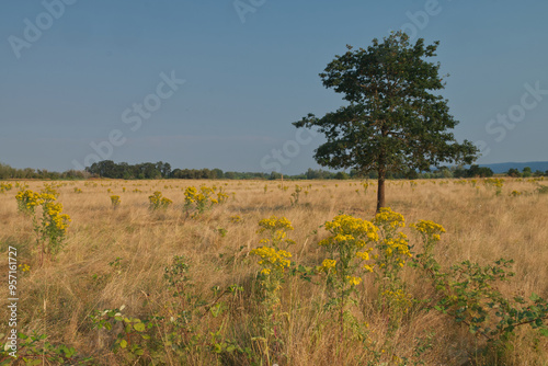 Open spaces on Sauvie Island photo