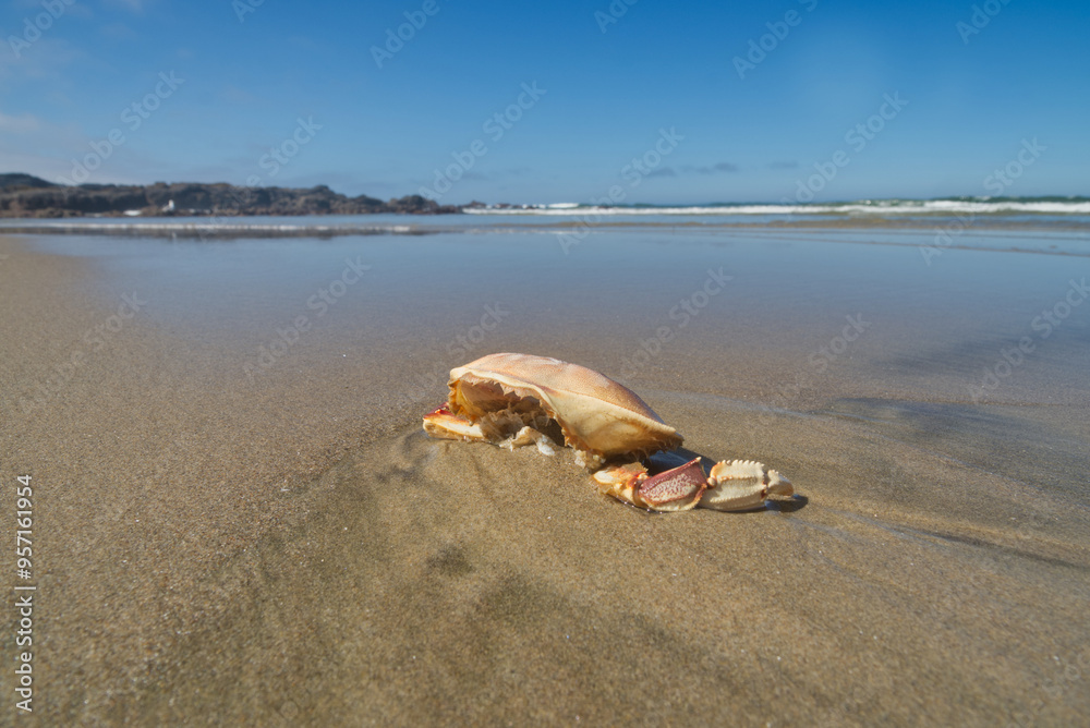 Obraz premium Dead crab left behind at low tide