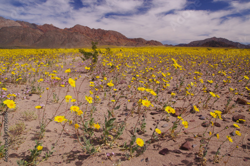 Wildflower bloom in Death Valley