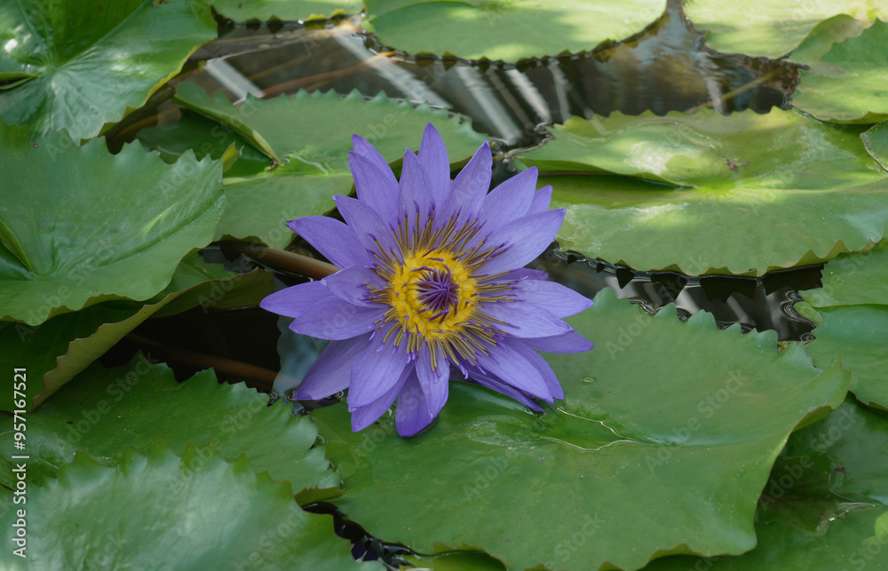 Beautiful blooming flower of a water lily in the water Beautiful blooming flower of a water lily in the water