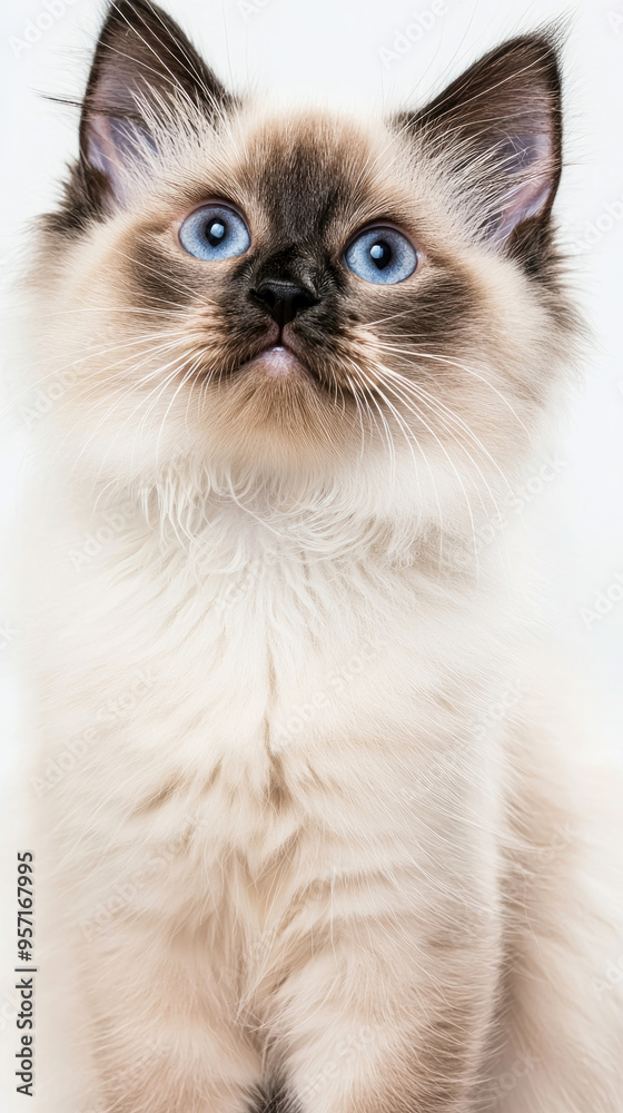 Cute kitten with striking blue eyes, fluffy coat, and charming expression. Perfect for pet lovers and animal photography enthusiasts. Cute kitten with striking blue eyes, fluffy coat, and charming expression. Perfect for pet lovers and animal photography enthusiasts.