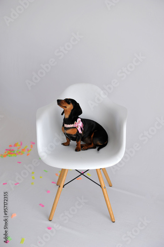 cachorro salsicha duchshund sentando em cadeira  photo