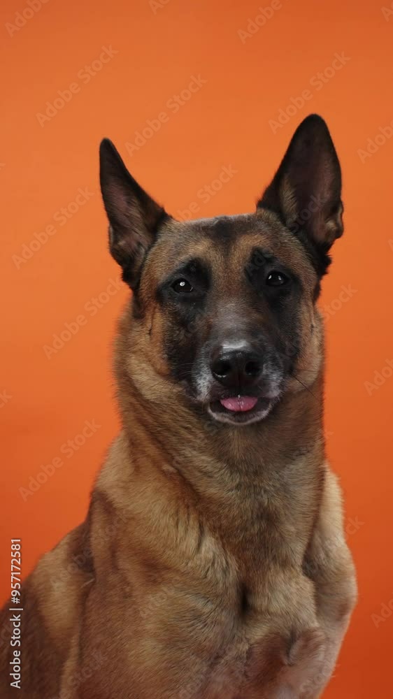 A Belgian Malinois smiling with an open mouth against an orange background. The dog appears happy and engaged, showcasing its friendly nature. A Belgian Malinois smiling with an open mouth against an orange background. The dog appears happy and engaged, showcasing its friendly nature.