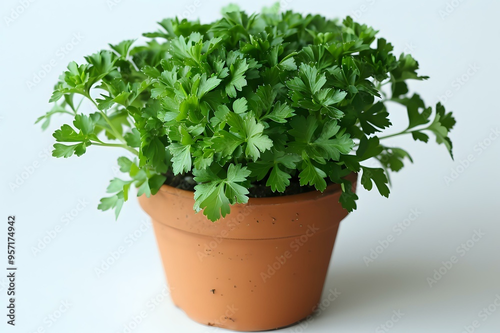 fresh parsley plant growing in a simple terracotta pot, placed against a white background. Perfect for culinary themes, gardening, and healthy living concepts. Ideal for use in design fresh parsley plant growing in a simple terracotta pot, placed against a white background. Perfect for culinary themes, gardening, and healthy living concepts. Ideal for use in design