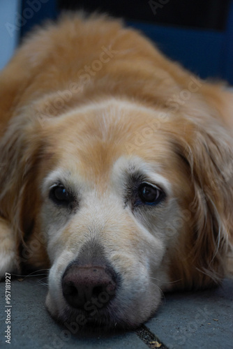 A close-up portrait of a golden retriever laying.
