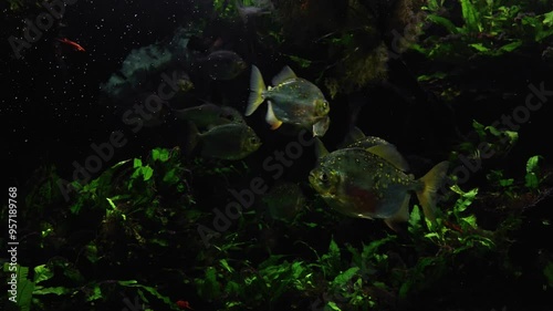 A group of shiny Redhook myleuses or Redhook silver dollars (Myloplus rubripinnis) swimming in an aquarium at night among little rising bubbles. Slow motion freshwater fish tank in evening lights. photo