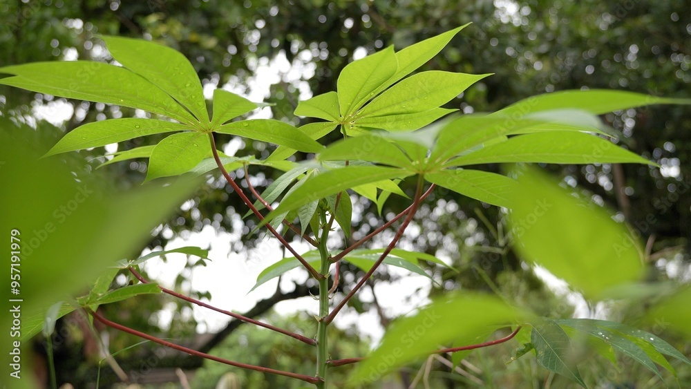 Small cassava plants in the garden Small cassava plants in the garden