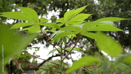 Small cassava plants in the garden 