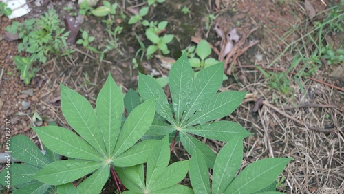 Small cassava plants in the garden 