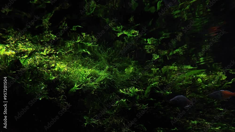 A group of various colourful fishes swimming in an aquarium at night among green aquatic plants. Slow motion underwater life freshwater fish tank. Beautiful reflections, water surface from below. A group of various colourful fishes swimming in an aquarium at night among green aquatic plants. Slow motion underwater life freshwater fish tank. Beautiful reflections, water surface from below.