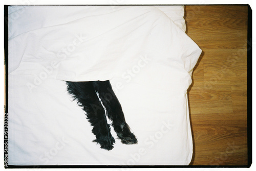 Black dog under the blankets photo