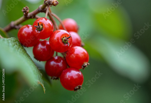 Concept photo of close-up red currants on the branch with space for text