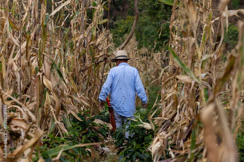 farmer working in field farmer working in field