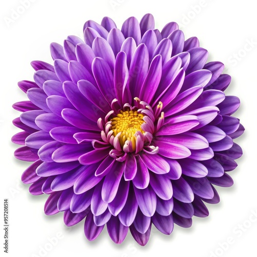 Purple Flower Petals, Close-up, Floral Beauty, White Background, flower, bloom, purple