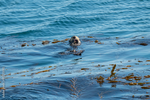 sea otter