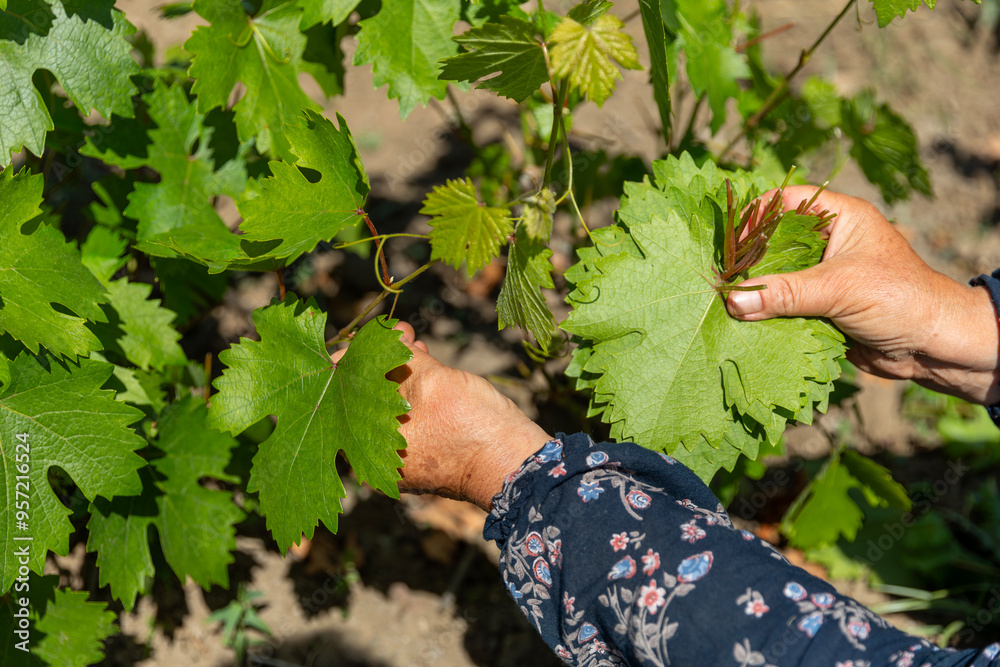 Harvesting process of grape leaves in Tokat Erbaa District