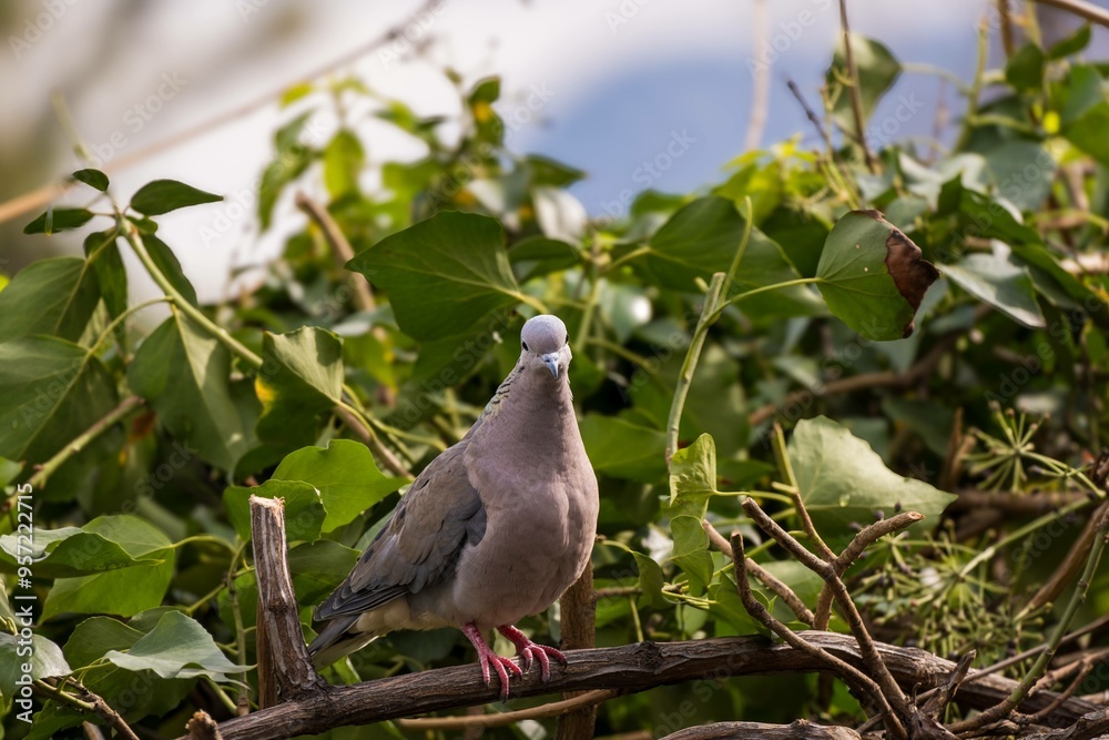 Bird in Natural Habitat Bird in Natural Habitat