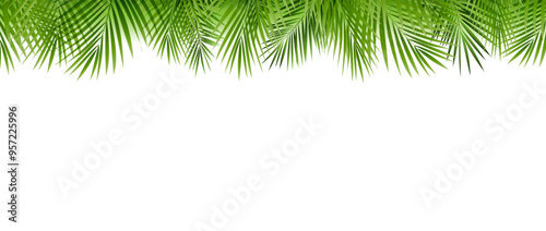 Tropical Palm Tree Border Isolated White Background