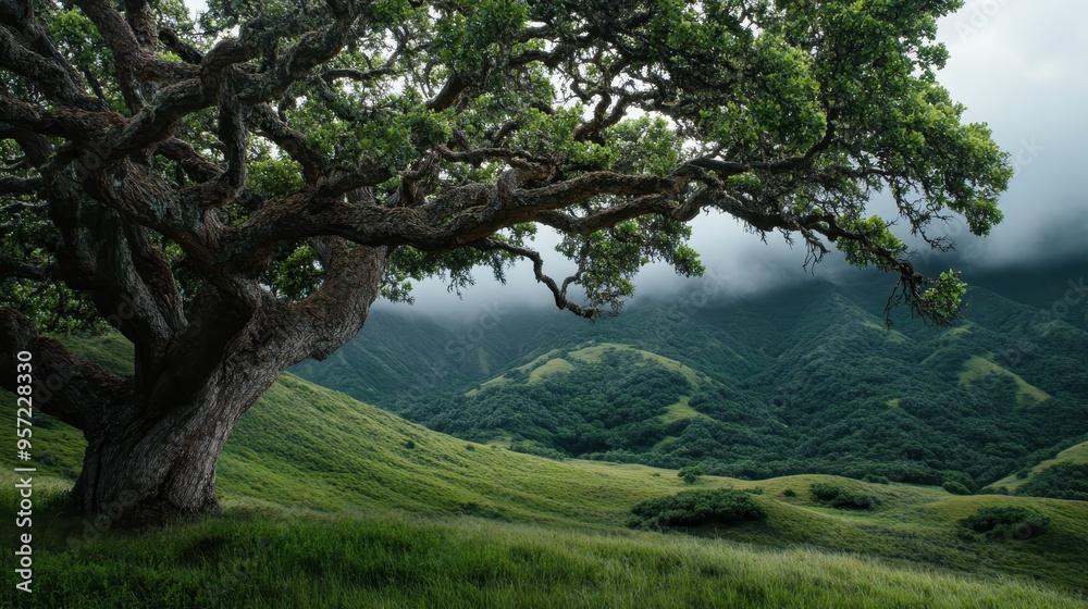 A majestic tree with sprawling branches stands prominently, offering a picturesque view of dense greenery and rolling hills beneath a cloudy sky, capturing nature's grandeur. A majestic tree with sprawling branches stands prominently, offering a picturesque view of dense greenery and rolling hills beneath a cloudy sky, capturing nature's grandeur.