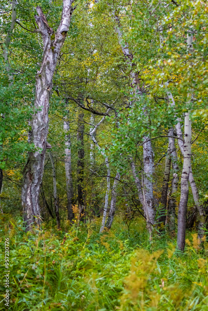 Fototapeta premium Forest trees. Travel concept. High quality photo.