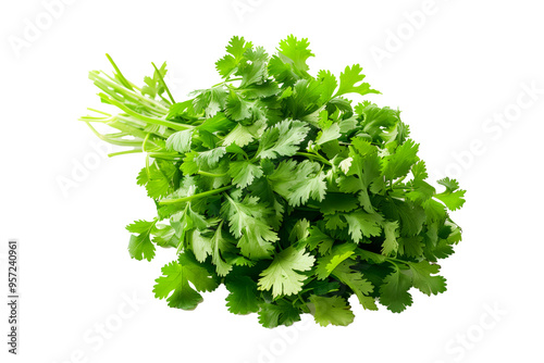 A vibrant bunch of cilantro with lush green leaves isolated on a white transparent background. Perfect for salads, various cooking methods, and healthy, nutritious dishes