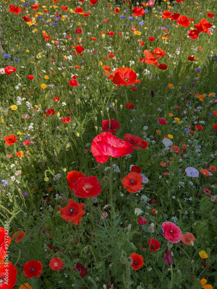 Naklejka premium Poppy field