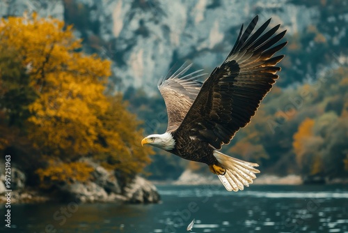 Bald Eagle in Flight Over River with Autumn Foliage photo