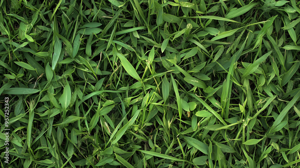grass texture background grass texture background