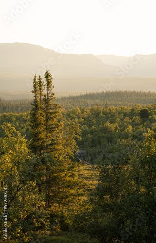 Pine trees in the warm sunlight in the forest of national park Valadalen. photo