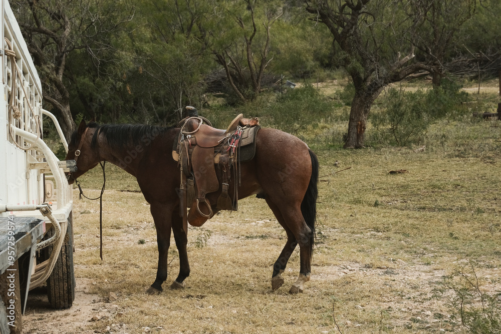 Saddled bay ranch horse in Texas field, tied to trailer. Saddled bay ranch horse in Texas field, tied to trailer.