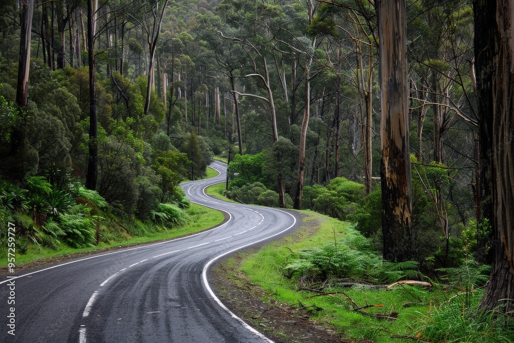 Curving Road Through Tasmanian Forest with Greenery and White Line Markings Curving Road Through Tasmanian Forest with Greenery and White Line Markings
