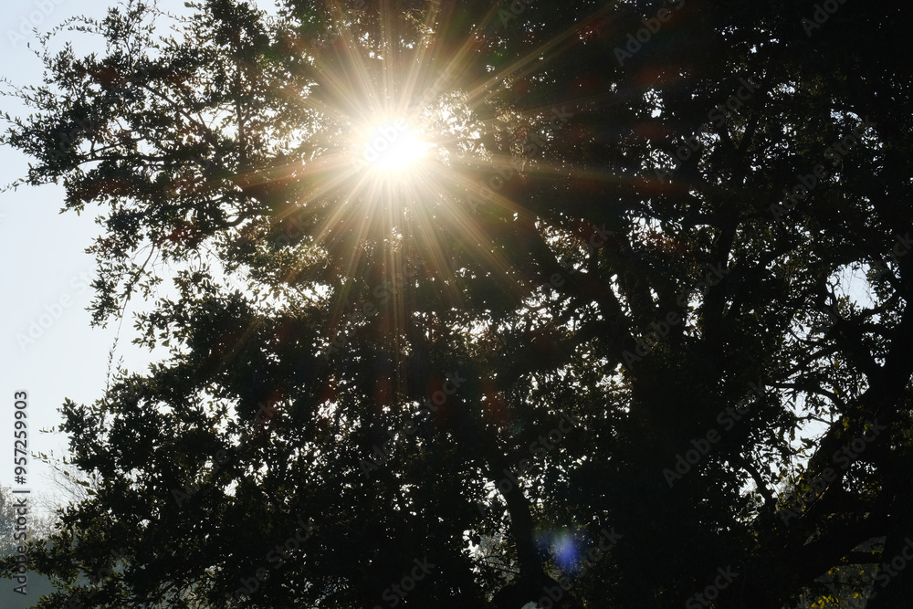 Sun rays through oak tree in Texas environment with calm effect. Sun rays through oak tree in Texas environment with calm effect.