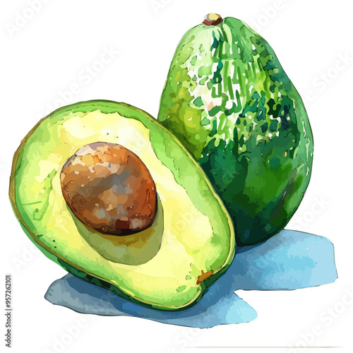 Watercolor of avocado fruit, isolated on a white background, and avocado fruit vector