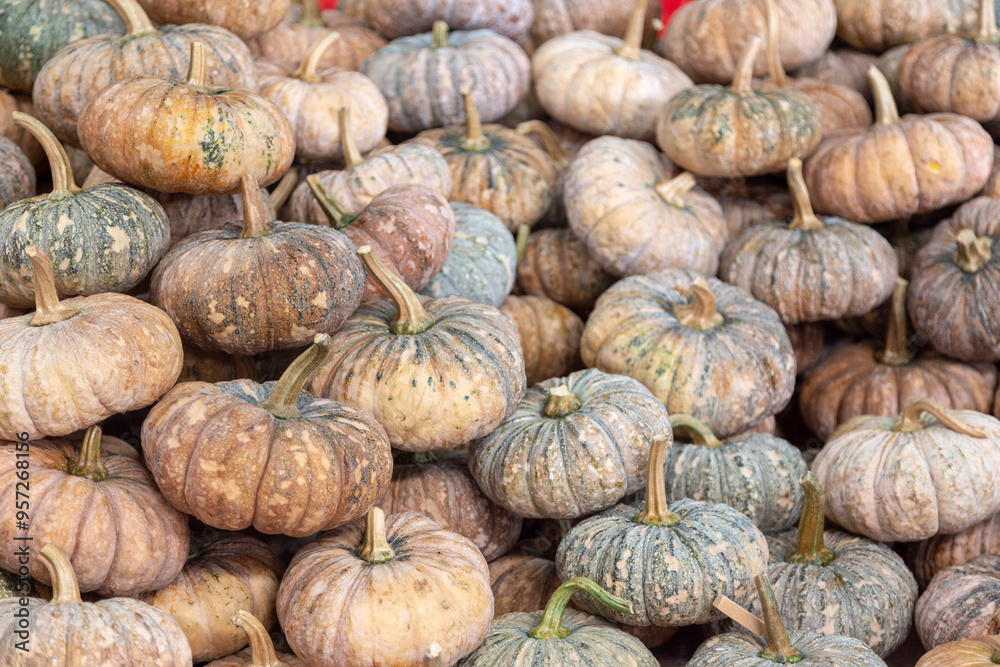 fresh pumpkin in harvest season in fresh market fresh pumpkin in harvest season in fresh market