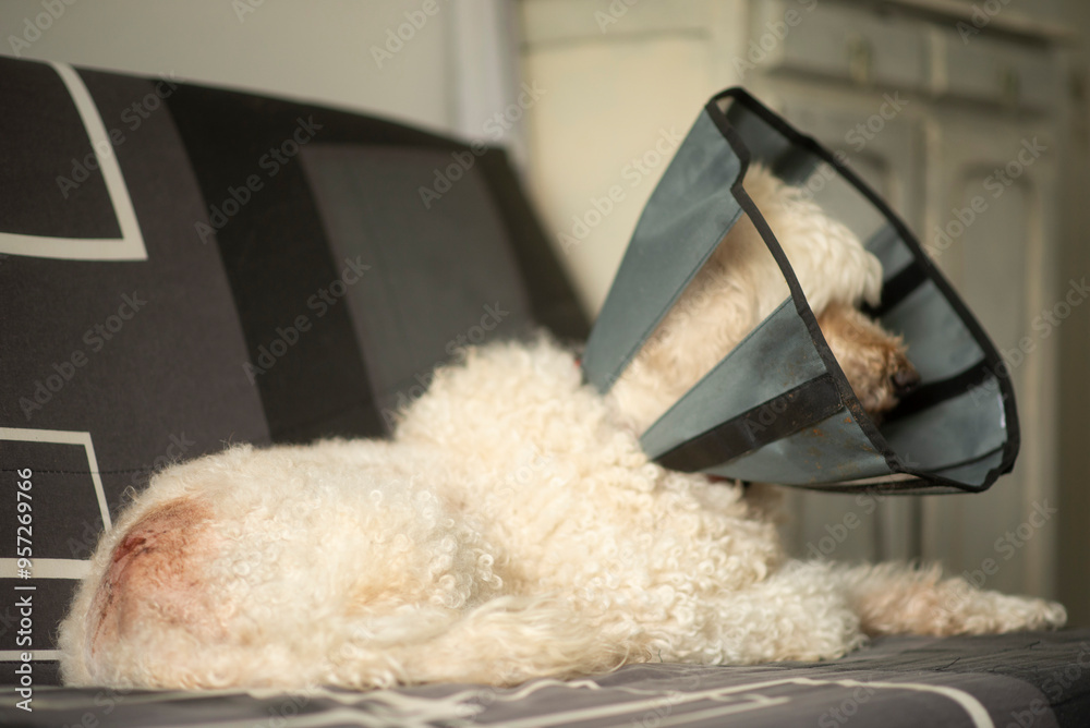 Curly-haired dog resting on sofa wearing cone collar at home Curly-haired dog resting on sofa wearing cone collar at home