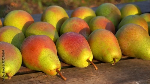 ripe juicy pears lie on an old wooden table. Homemade food and organic vegetables.