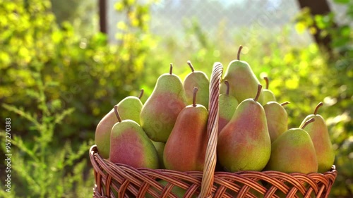 full basket of pears on the background of nature. backlight illuminates the outline of the pears. concept of harvesting a natural product.