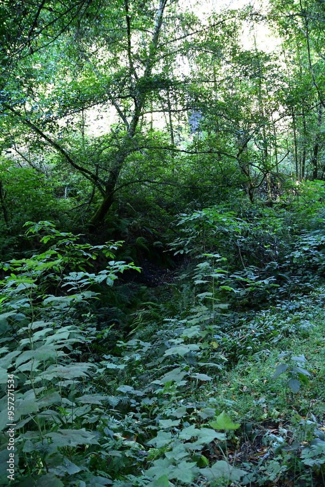 Obraz premium stream in the woods