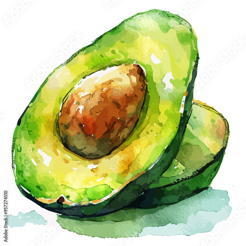 Watercolor drawing of avocado fruit, isolated on a white background, and avocado fruit vector