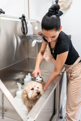 Professional dog groomer washing a poodle in a grooming salon photo