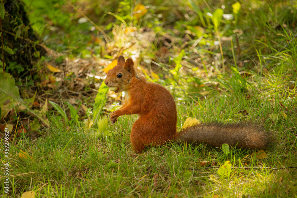Squirrel red fur with nuts and summer forest on background Squirrel red fur with nuts and summer forest on background