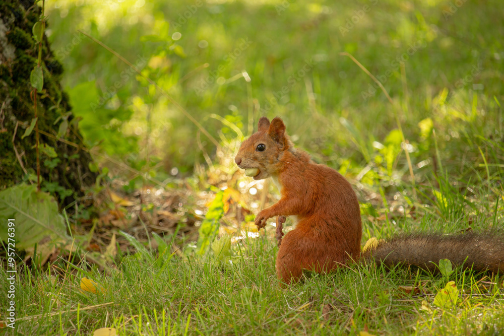 Squirrel red fur with nuts and summer forest on background Squirrel red fur with nuts and summer forest on background