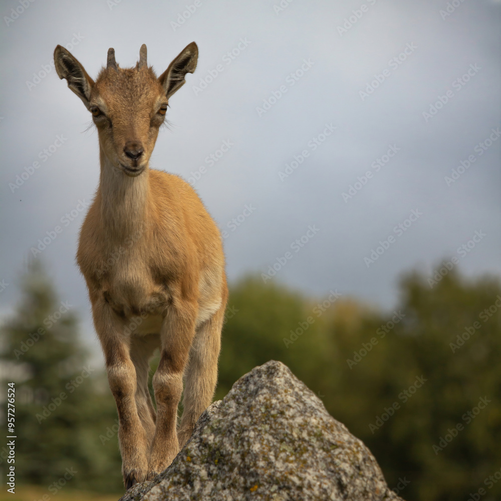 Carpa falconeri heptner. Turkmenian Markhor unique species. Carpa falconeri heptner. Turkmenian Markhor unique species.