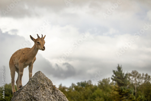 Carpa falconeri heptner. Turkmenian Markhor unique species.