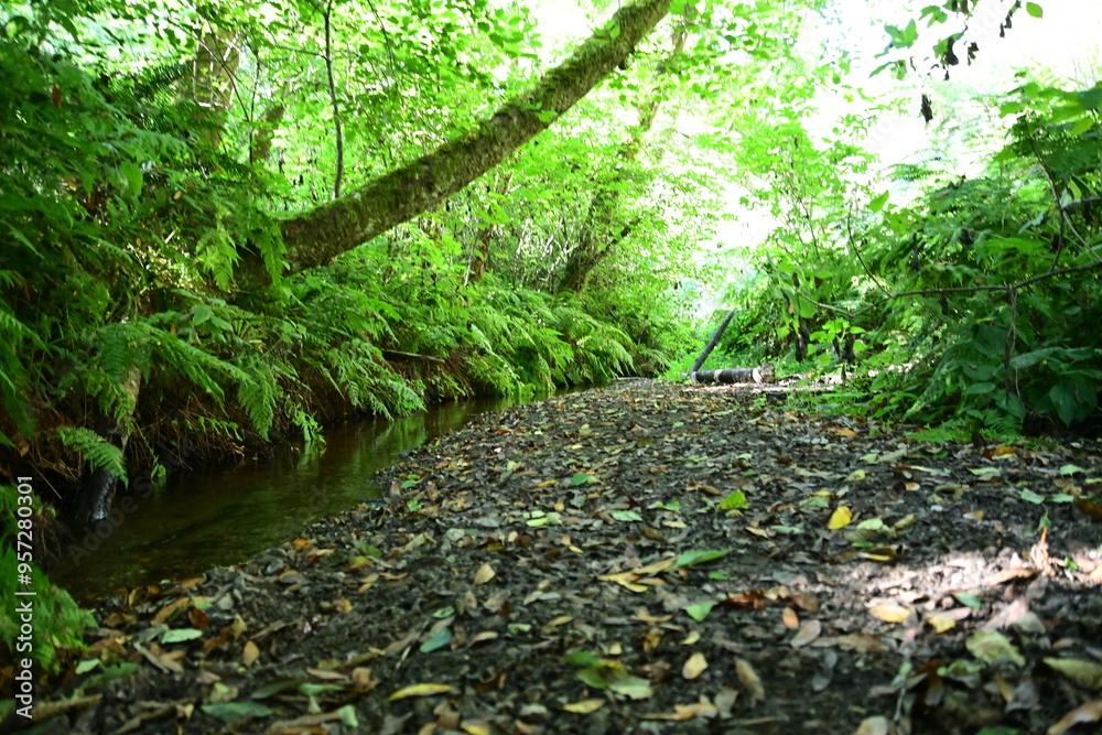 Obraz premium green moss on the stone